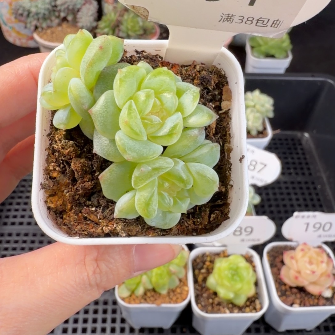 糖心三头群一颗191号