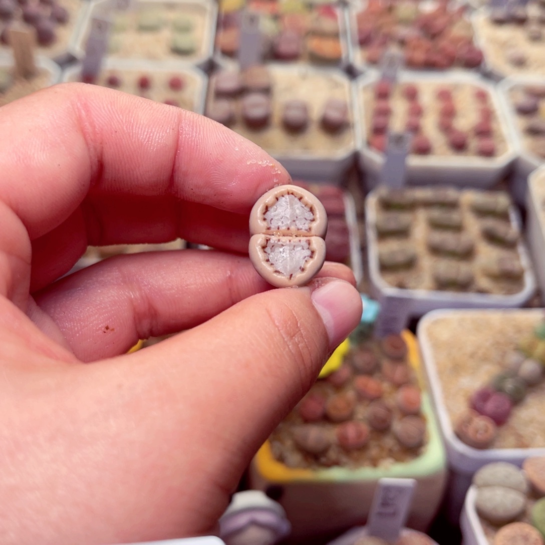 小***子117号带盆包邮发货