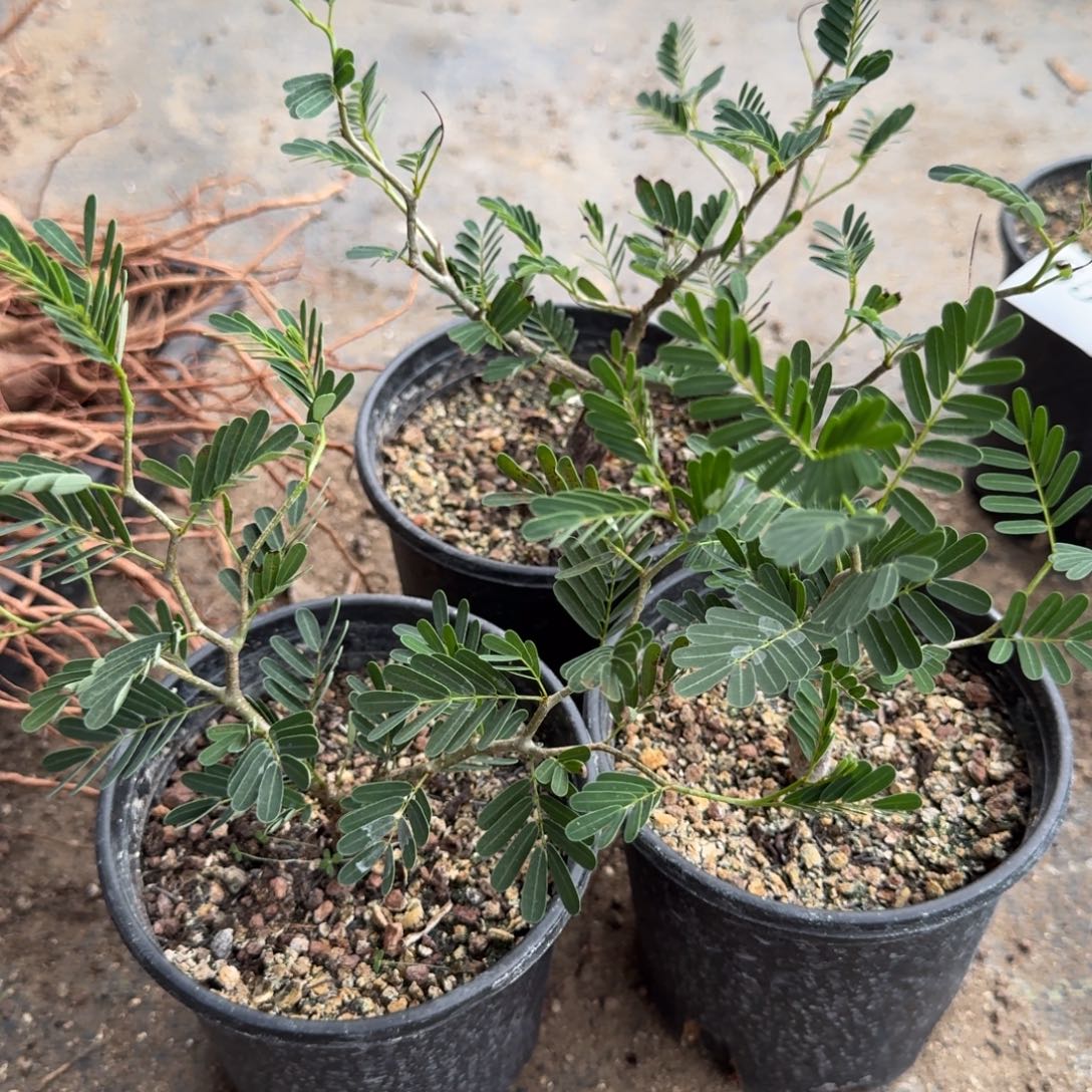实生沙漠苏木量拍多肉