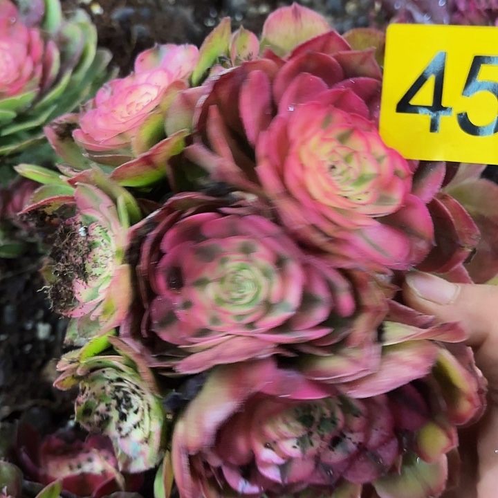 多肉植物荔枝451