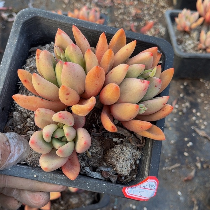 泡**姐桃花圆一颗的