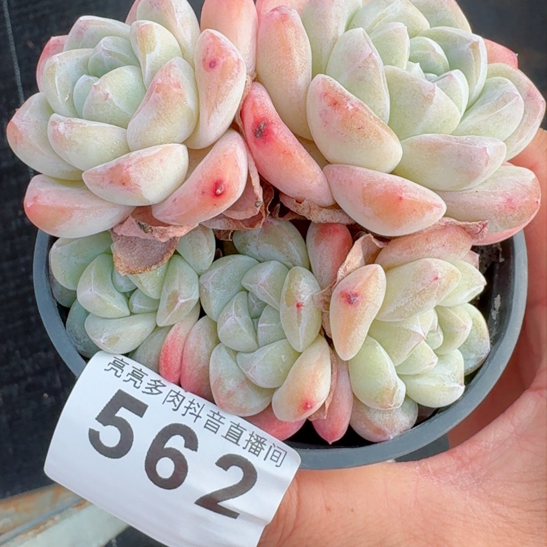 冰玉群生         精品多肉