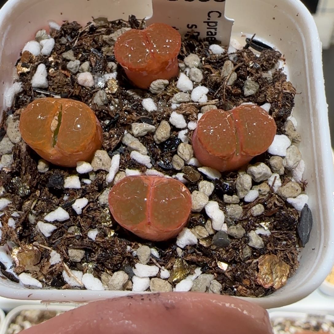肉锥多肉植物百科-帕法德一盆1016