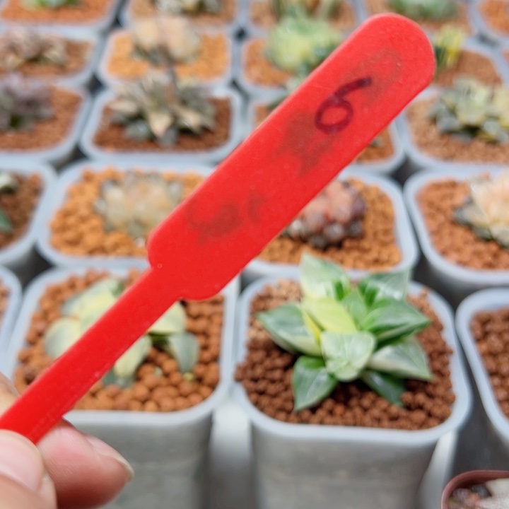 十二卷多肉1111111