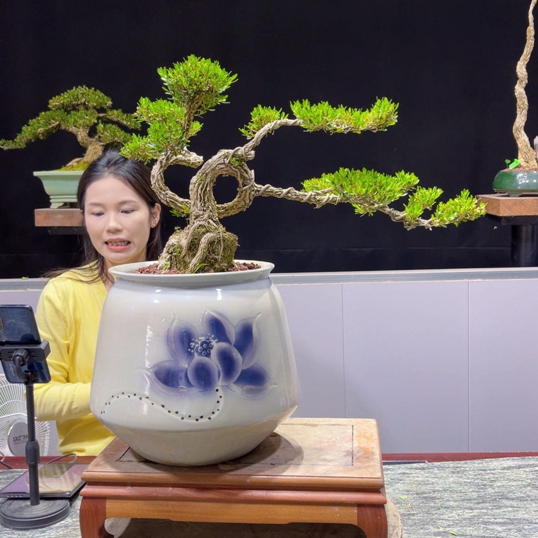 四季常青老桩黄杨盆景