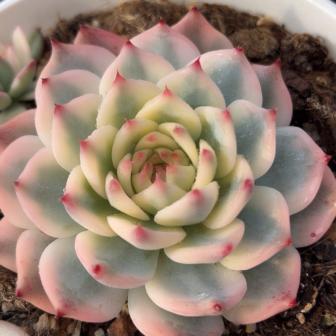 吉娃娃锦，多肉植物