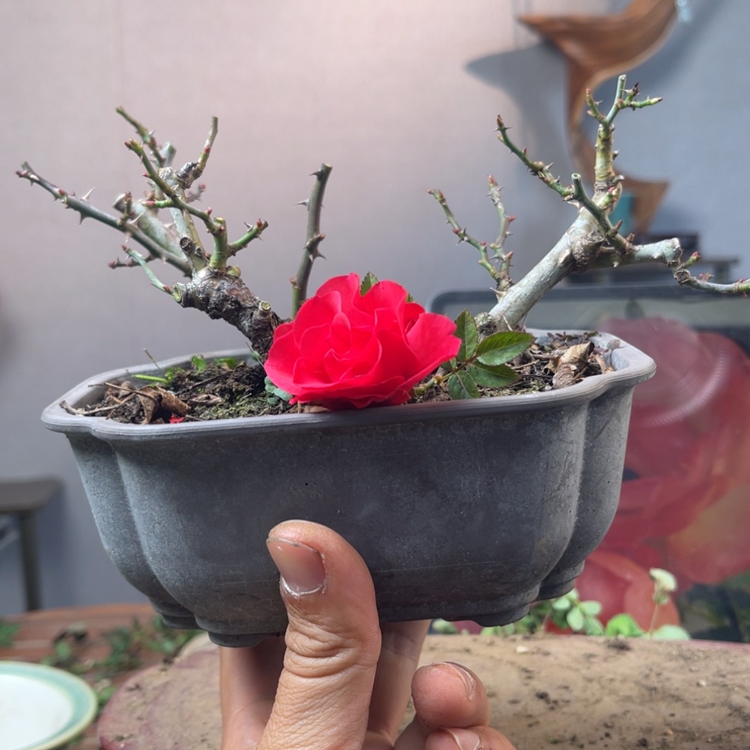 寒***枝少量花朵（建议范围：2朵-5朵 或40%以下）