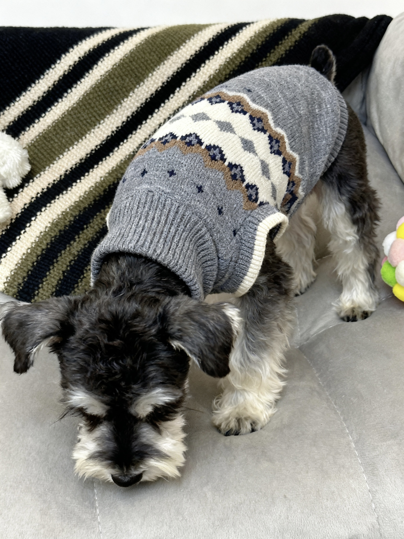 宠物秋冬加厚保暖毛衣狗狗猫咪费尔岛菱形格复古英伦风布偶猫衣服