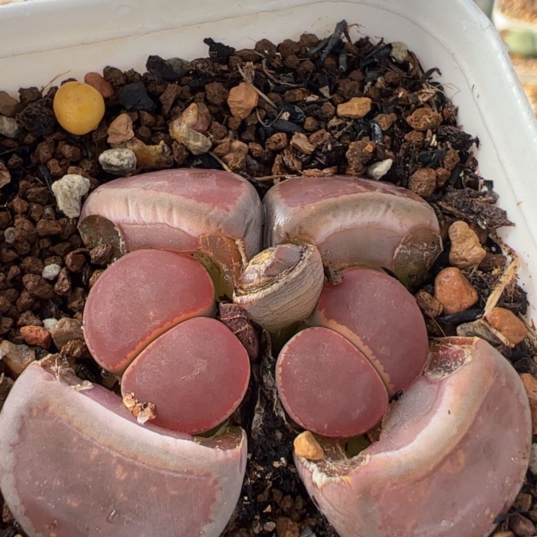 852多肉植物百科