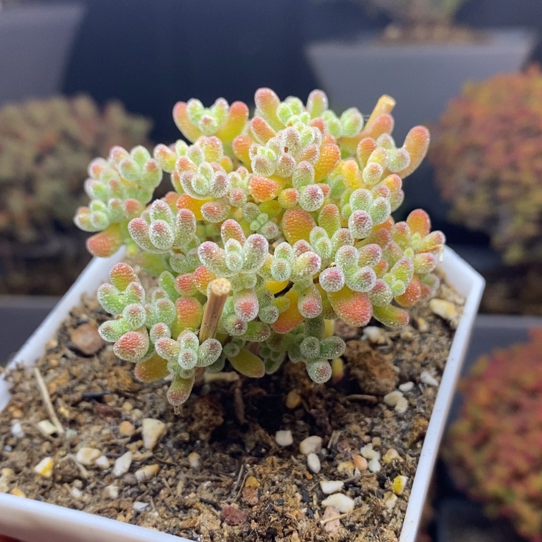 无花朵27号实生冰晶枝干