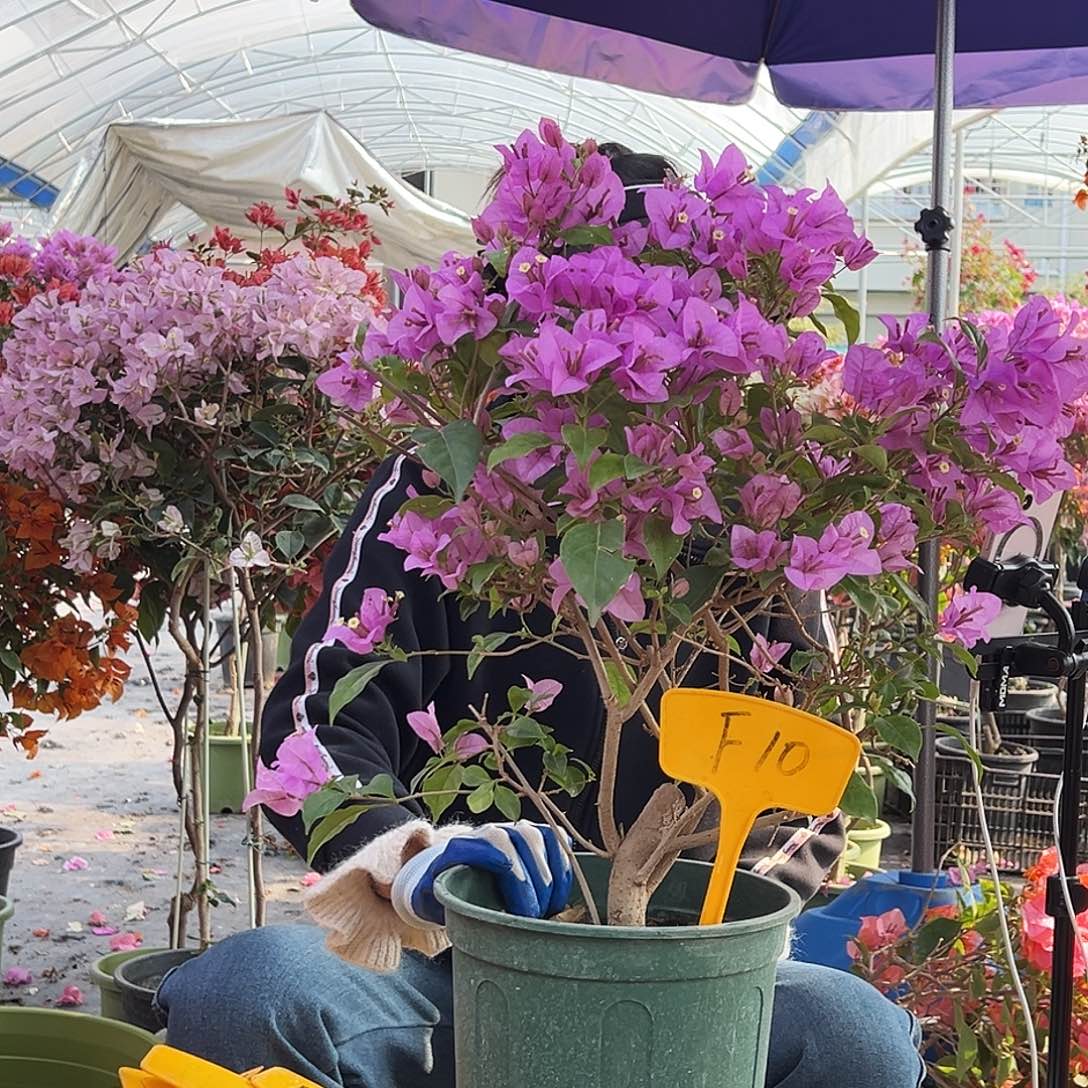 用***1大部分花苞少量开放F10巴西紫