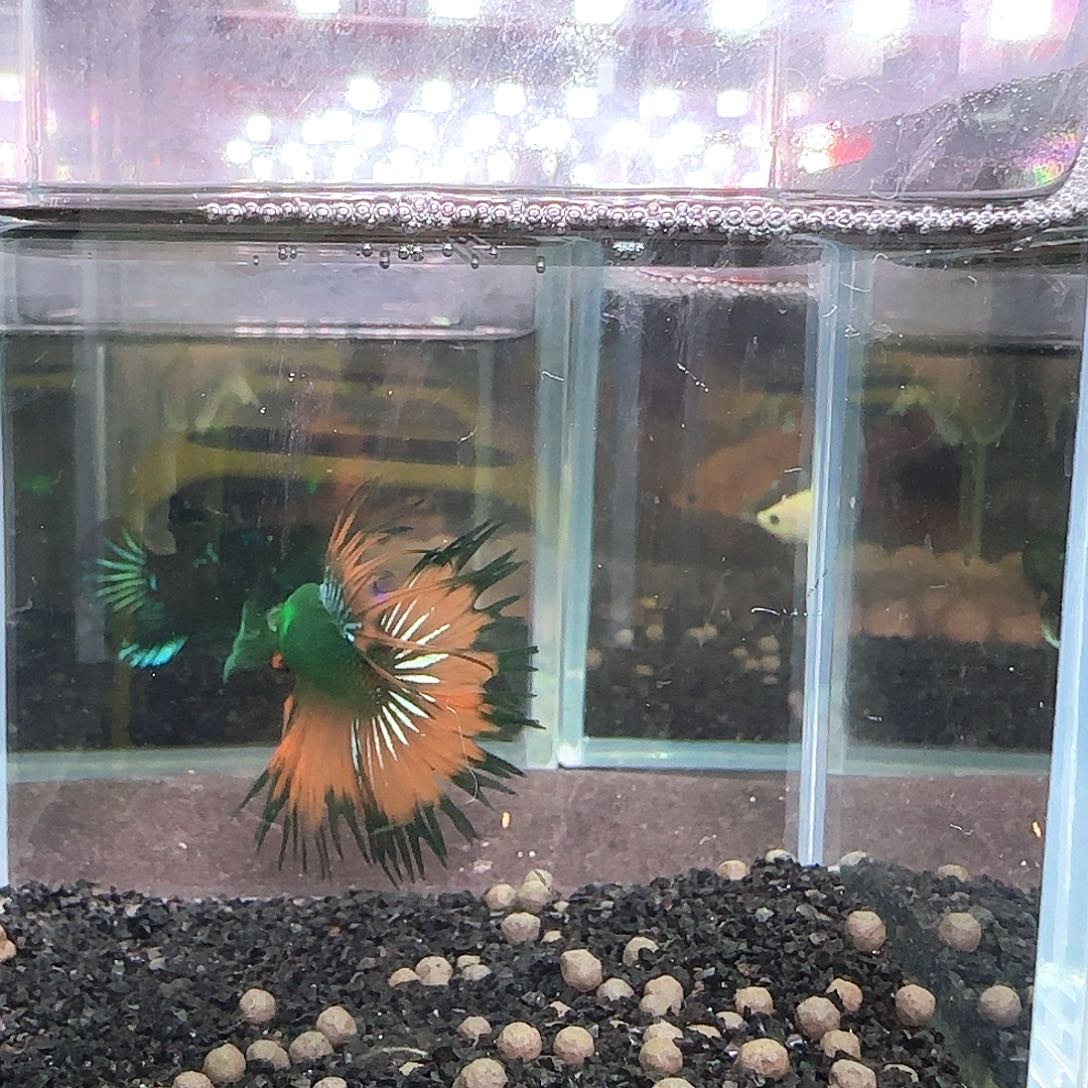 斗鱼印尼精品斗鱼宠物