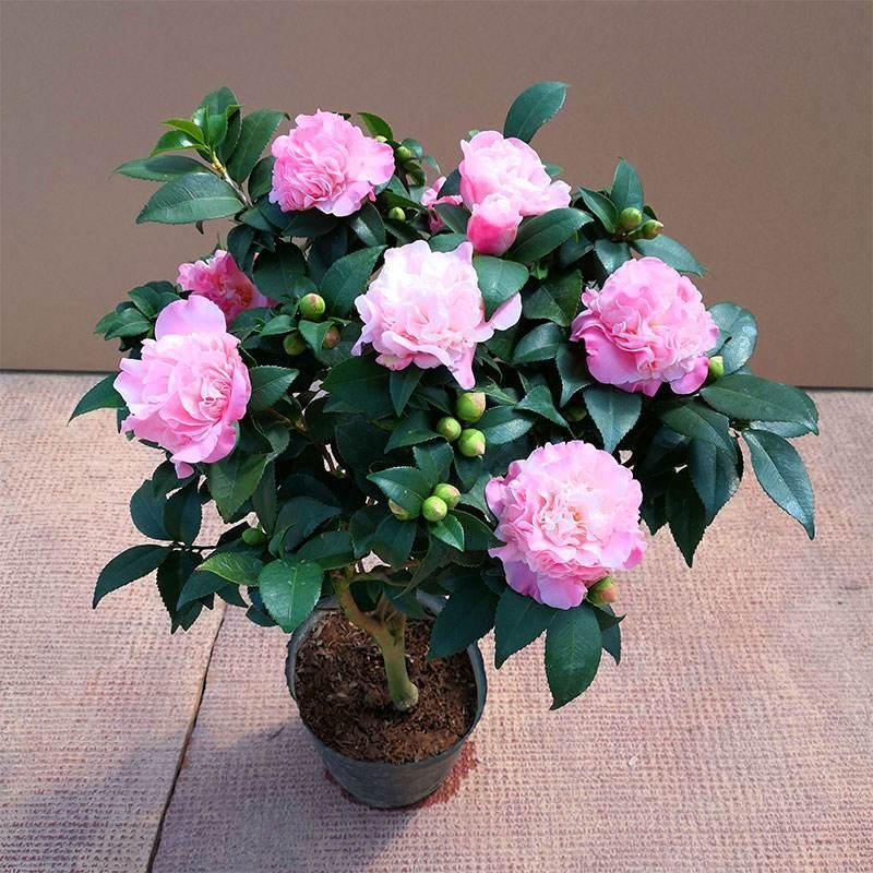 精品小香妃树苗浓香清香室内盆栽绿植花卉