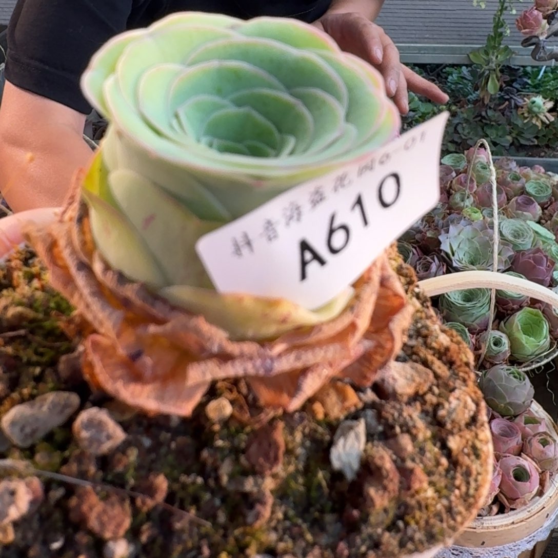 假**?A610 福袋链接福袋