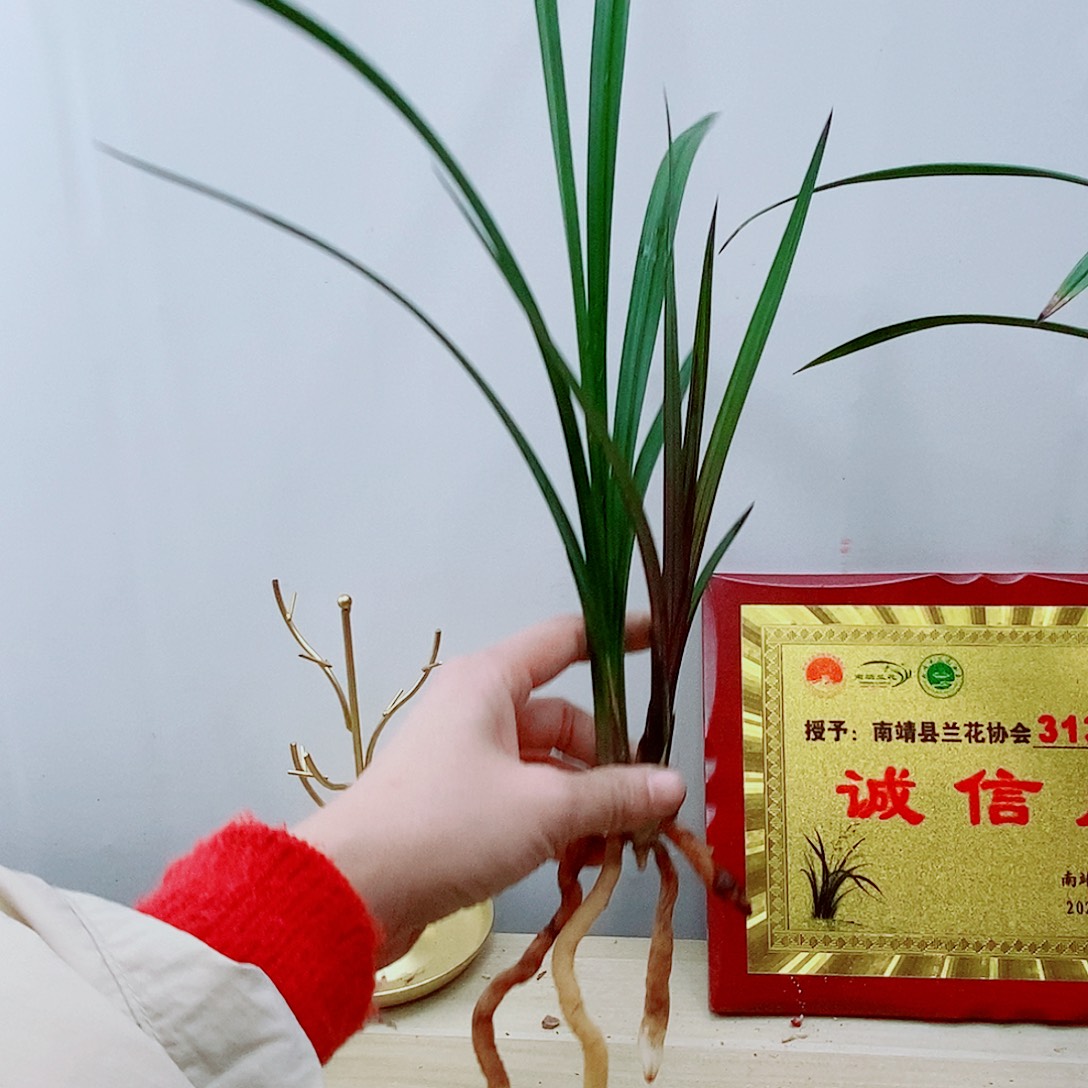 少量花朵（建议范围：2朵-5朵 或40%以下）