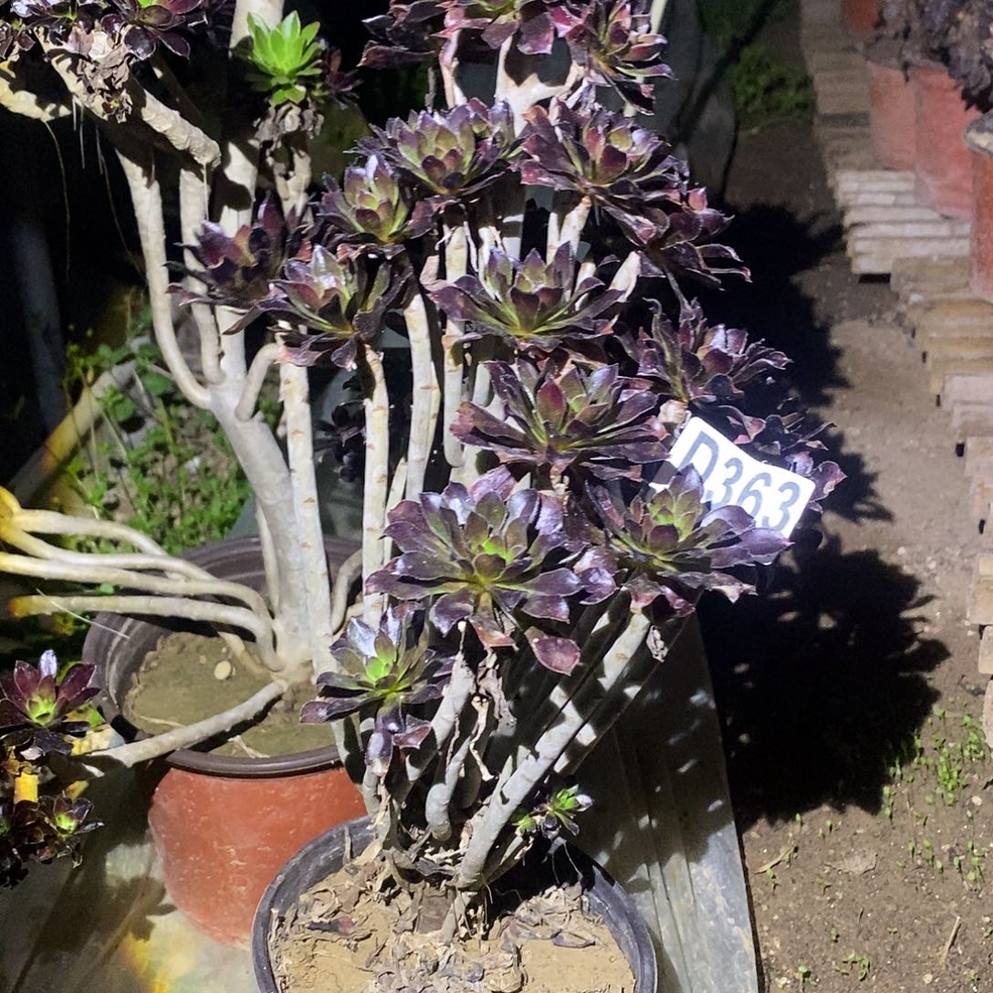 欣***诚363 多肉植物不包断枝