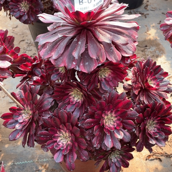 019美姬多肉法师福利不包损