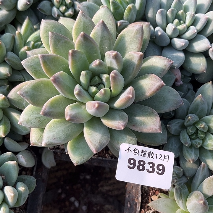 阿雅园艺。       9839