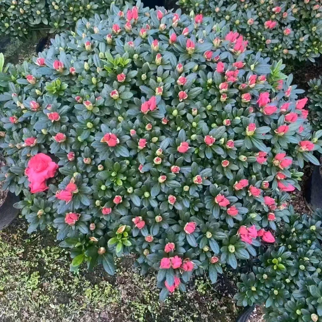 精品杜鹃花大颗带苞四季开花室内外阳台好养活绿植