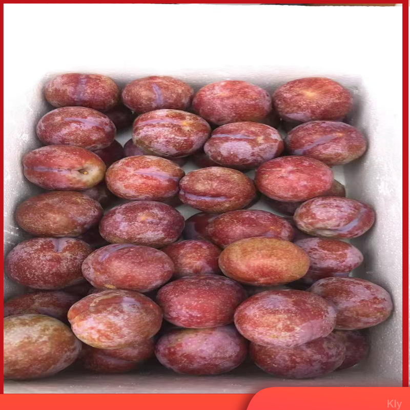 信宜三华李山地种植自家果园当天现摘现发应季新鲜酸甜孕妇水果