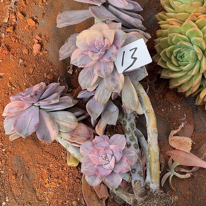 幸****紫乐景13号多肉植物精品