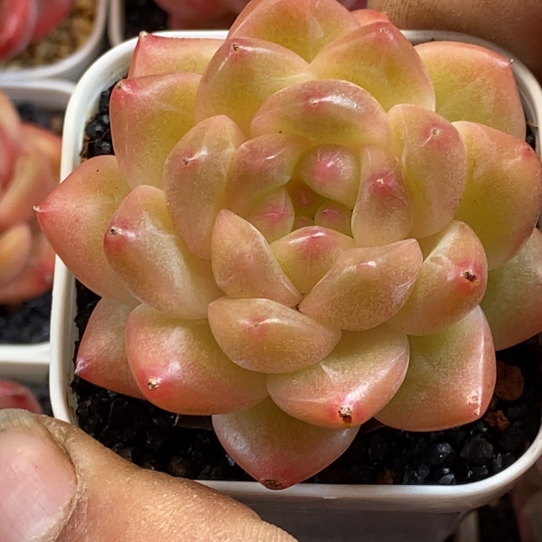 天官赐福百无禁忌