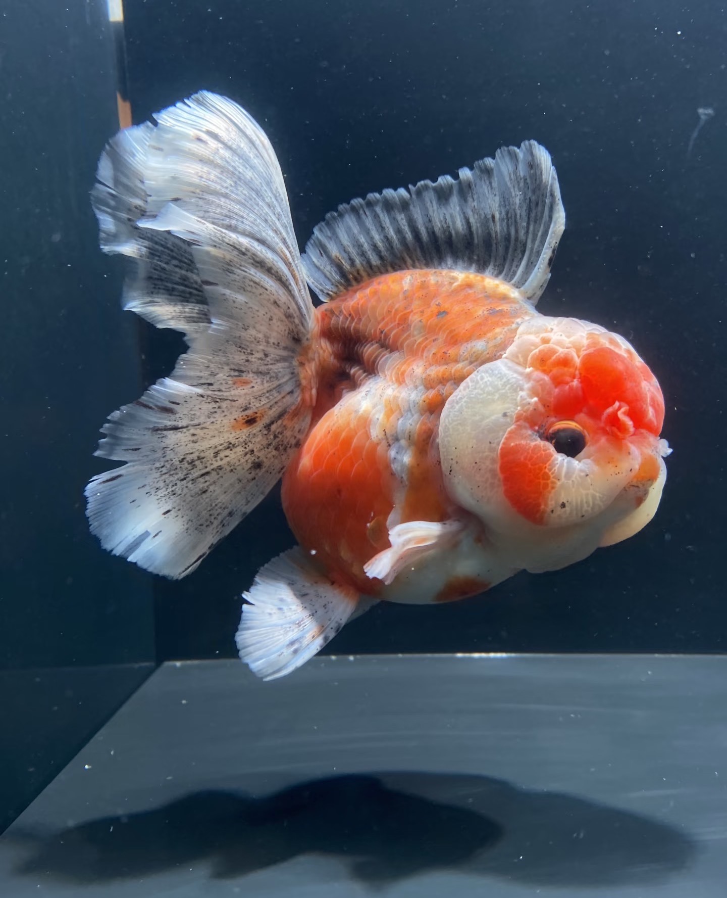 直播间泰狮观赏金鱼活体冷水鱼无开箱视频无售后