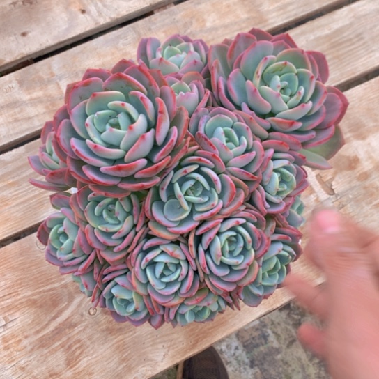 秀****鞋白月光5588858