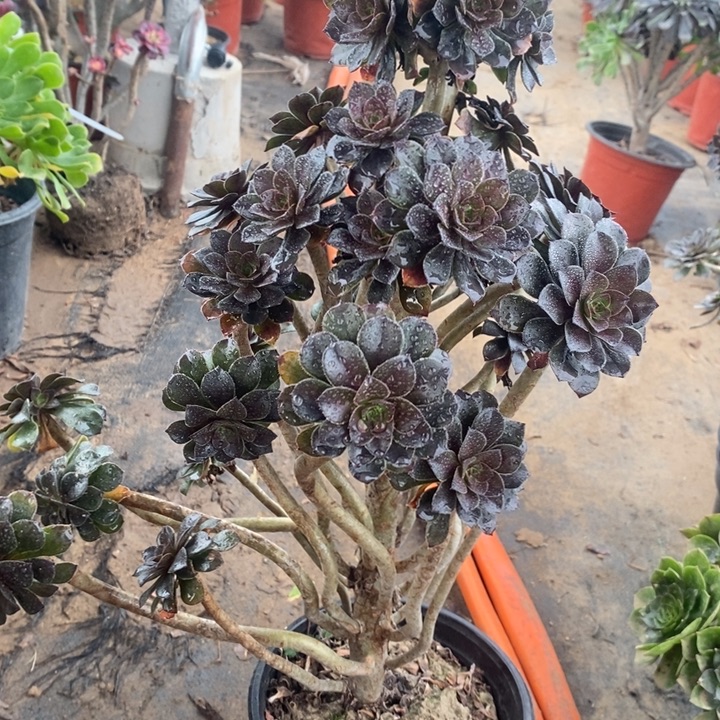 灰法妖桩35多肉植物法师法师法师开示