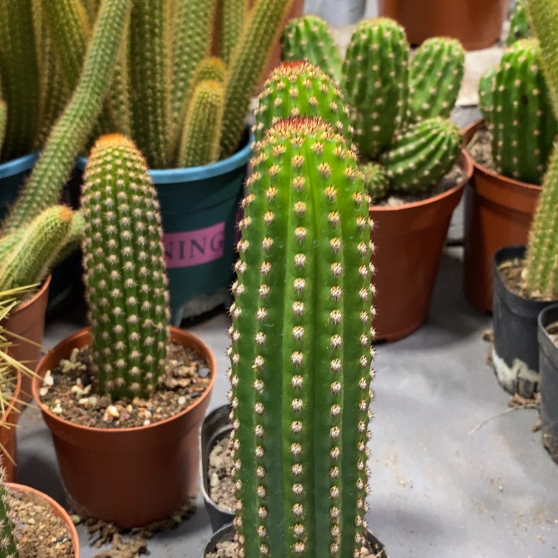 进口金妞金1自根一杯