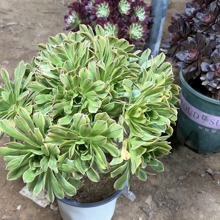 多肉植物法师虞姬32