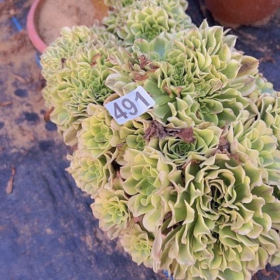 一***香多肉植物一个绿豆沙