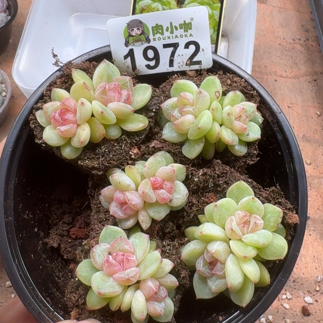 多肉植物多肉植物