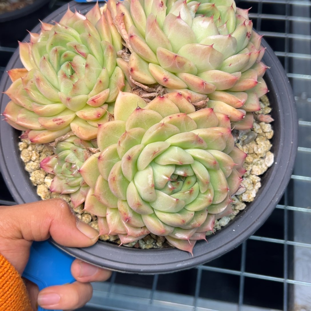 喆*0593多多多多多多