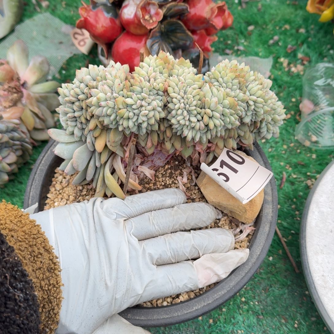 噉星影缀化呀呀小哇