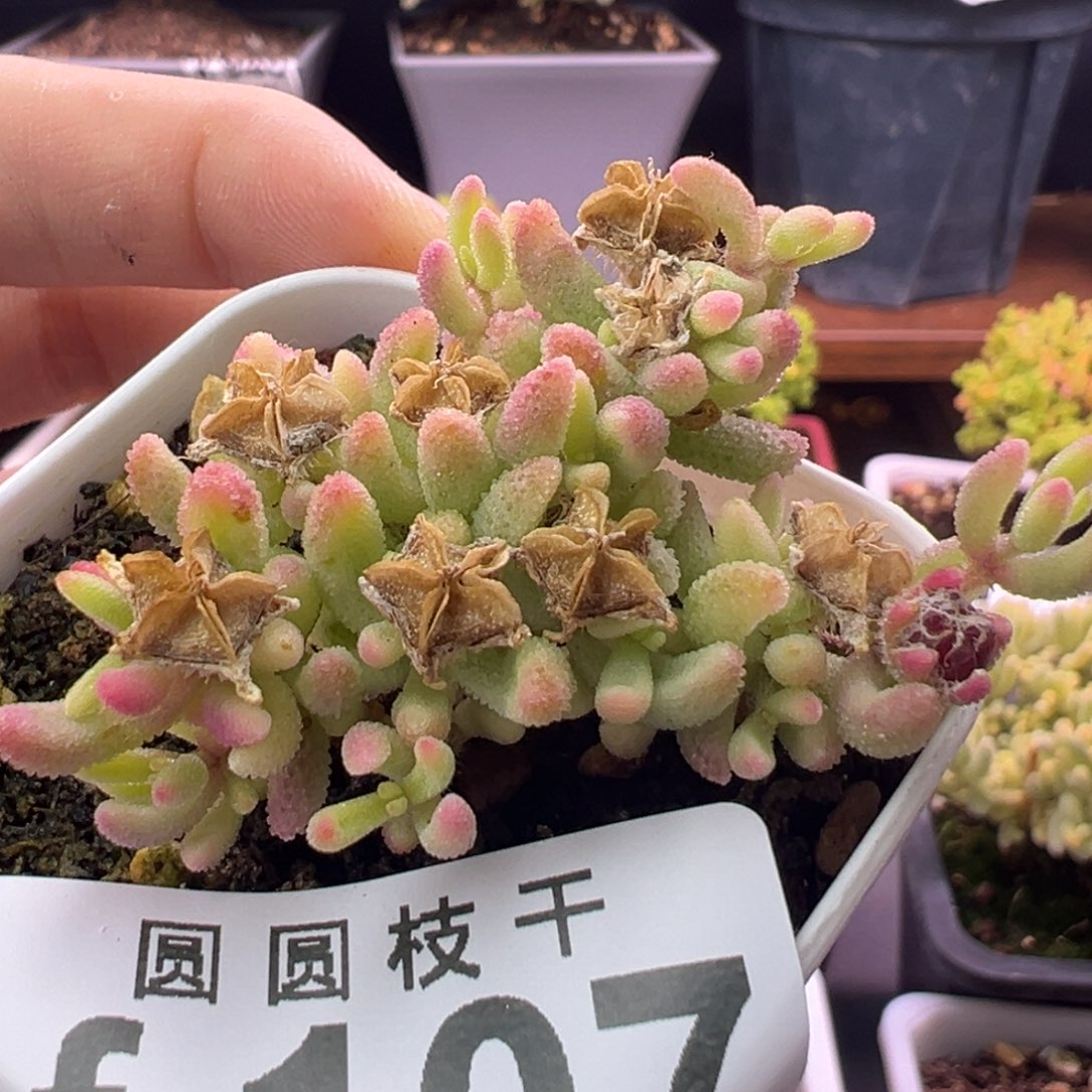 107红宝石锦一物一拍