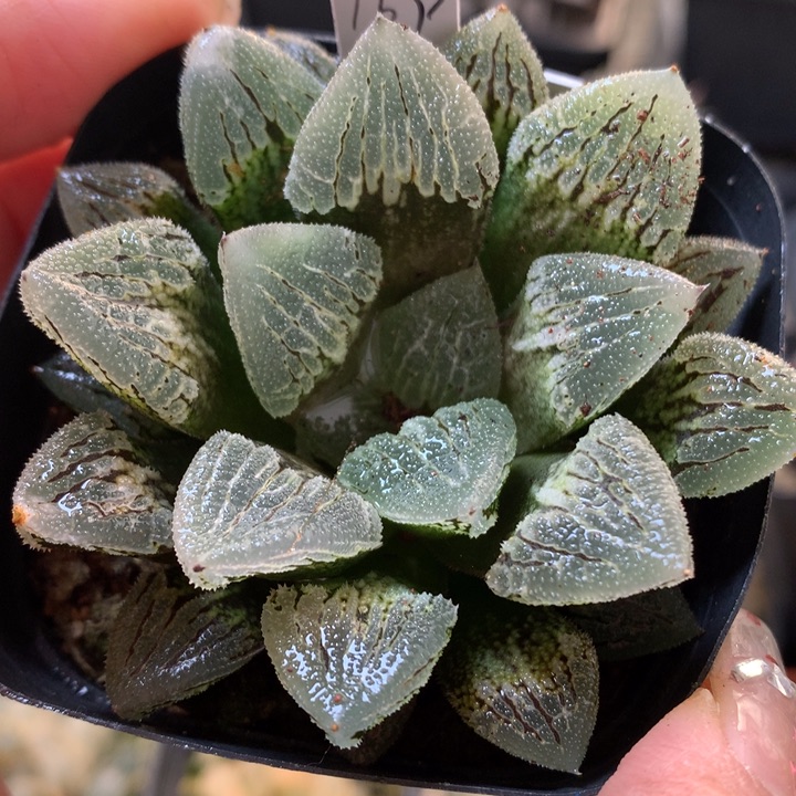 冰上之舞带盆土发货