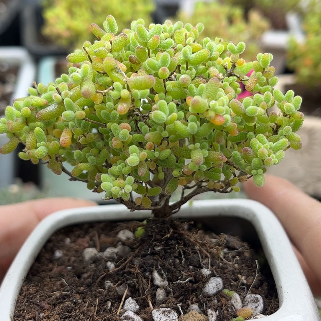 35蜜桔带盆优选枝干番杏