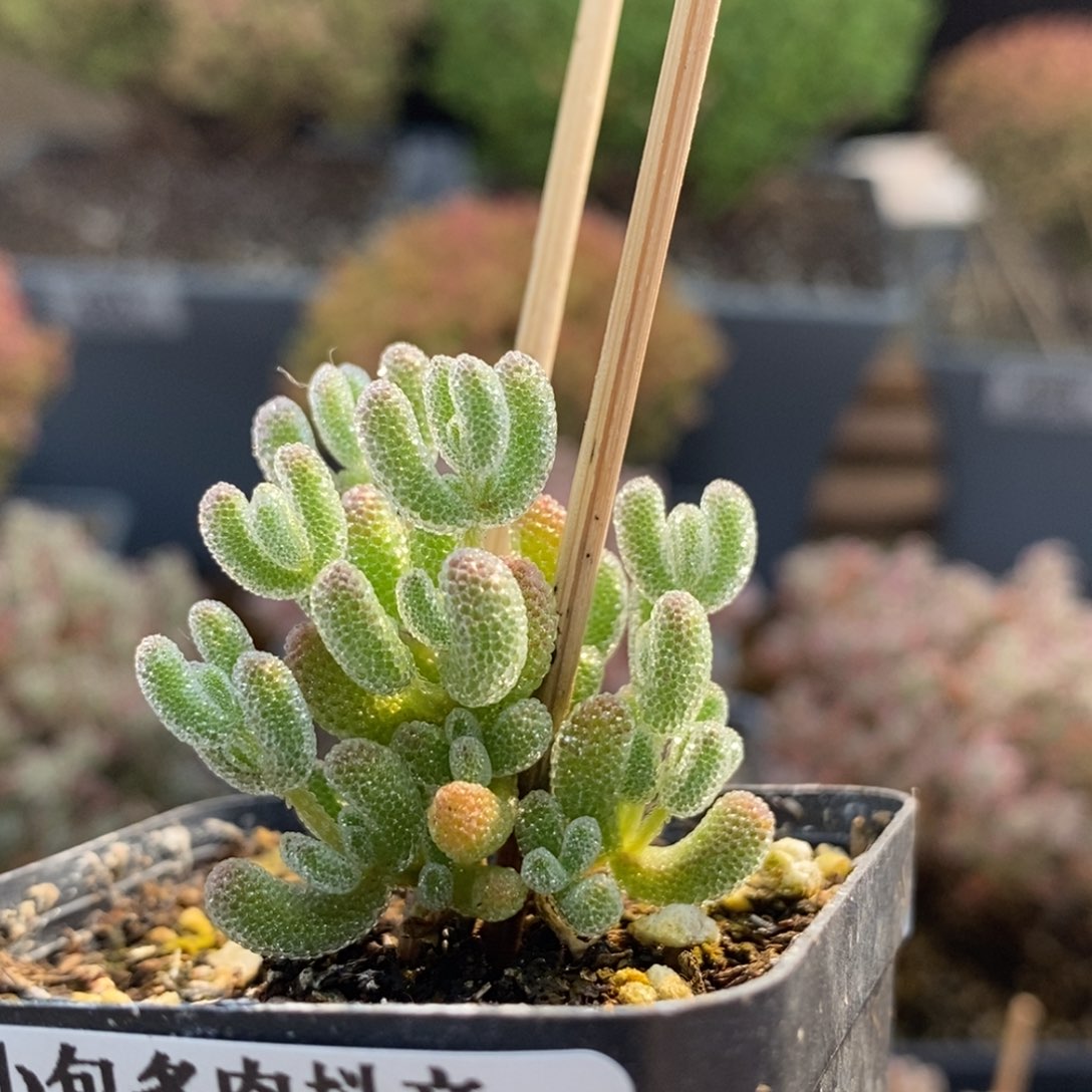 优选冰晶6681枝干番杏