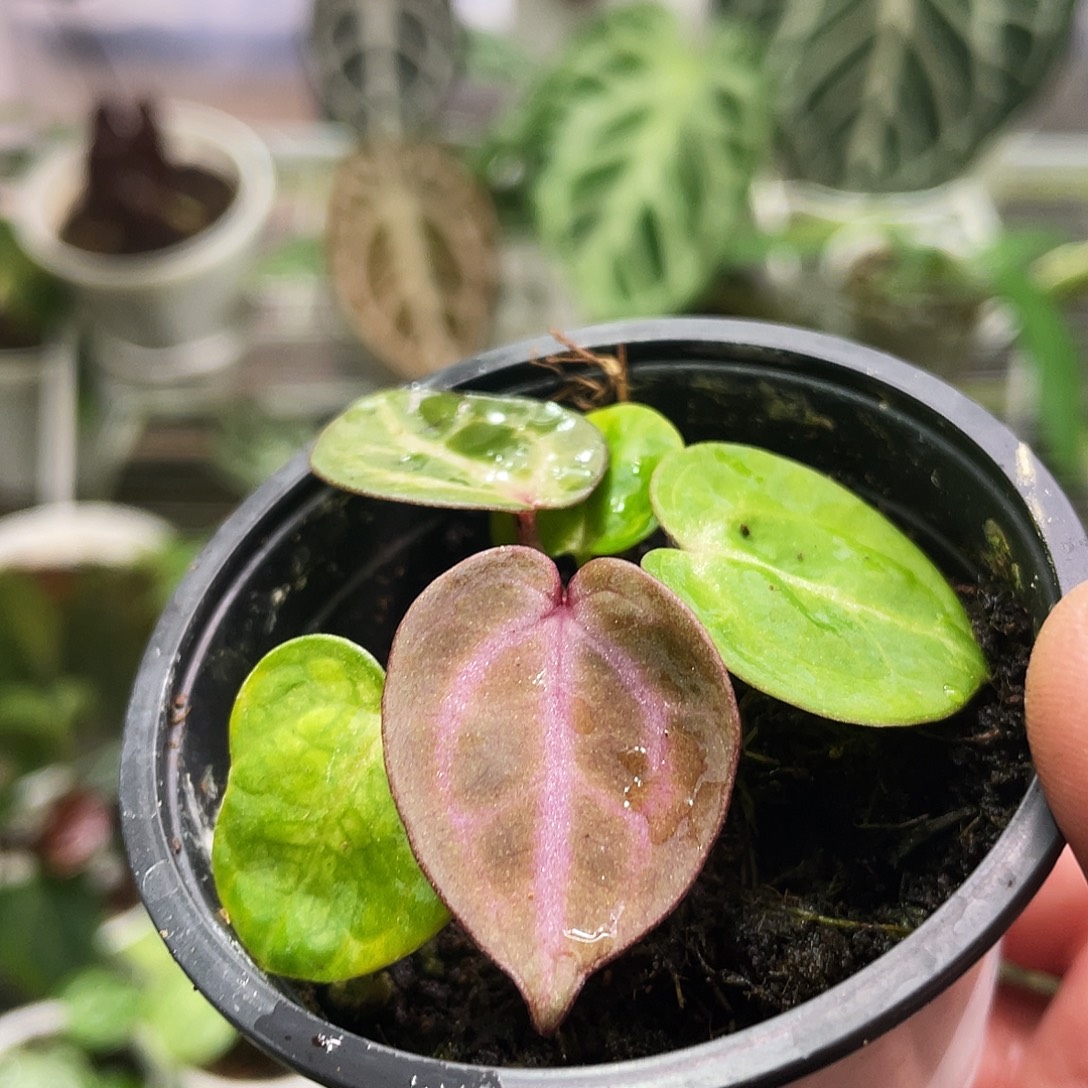 完全开放粉红杂nse