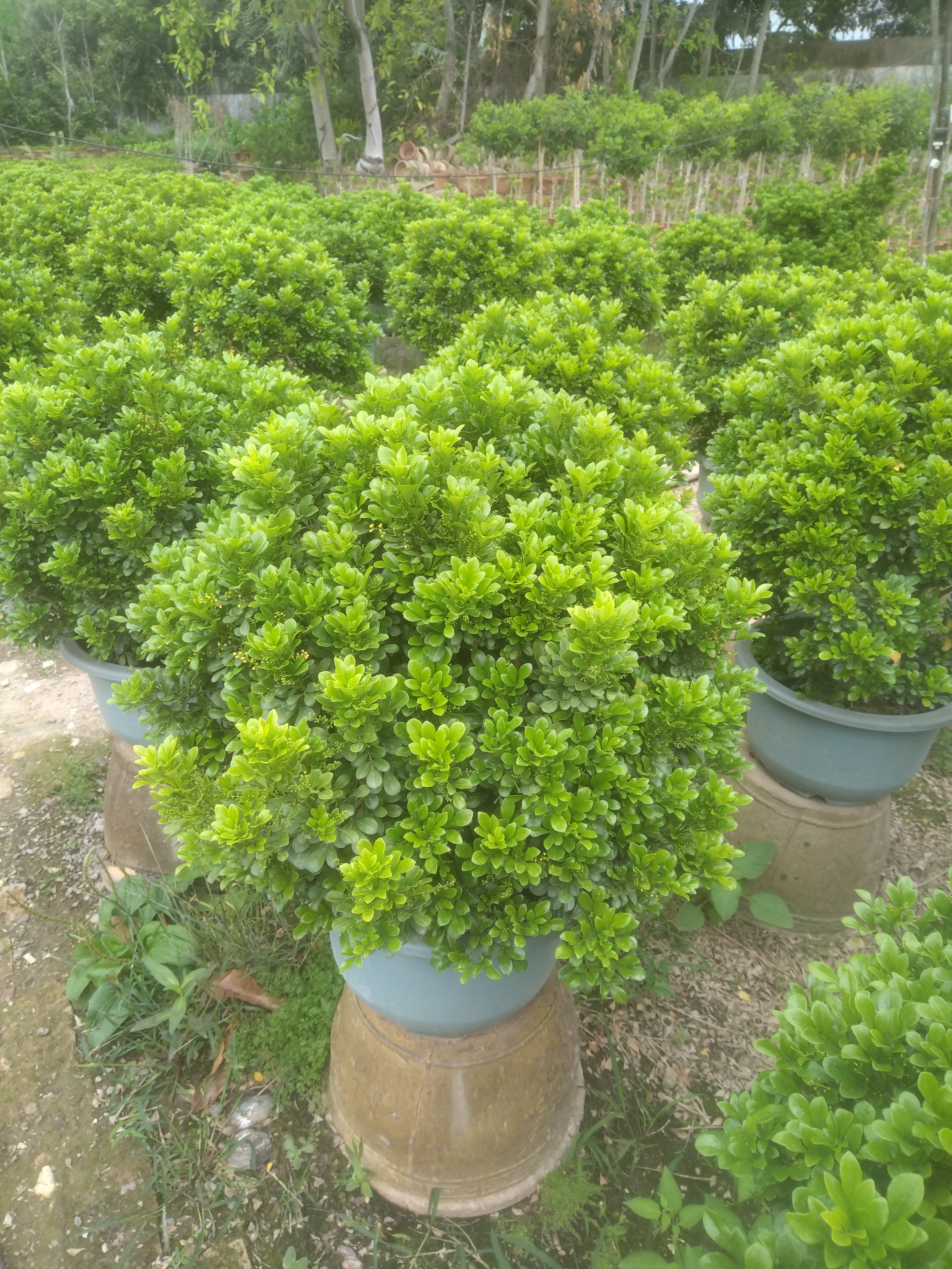 办公室四季香水米兰花盆栽