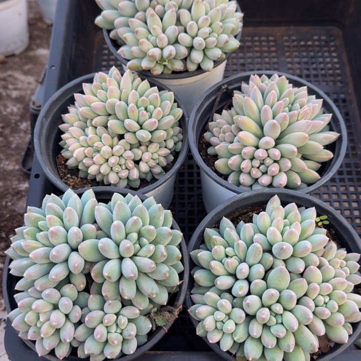 340多肉植物一物一拍