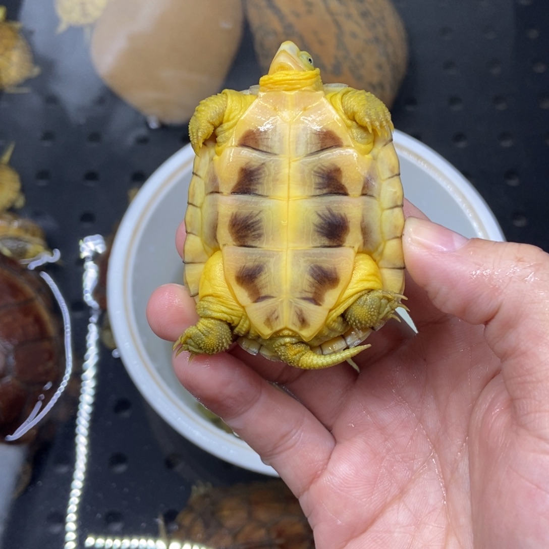 木***木绿毛龟不分公母三黄小青