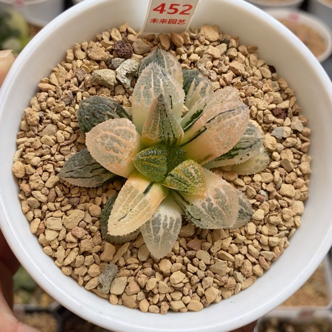 完全开放452后翻胡具味城寿锦