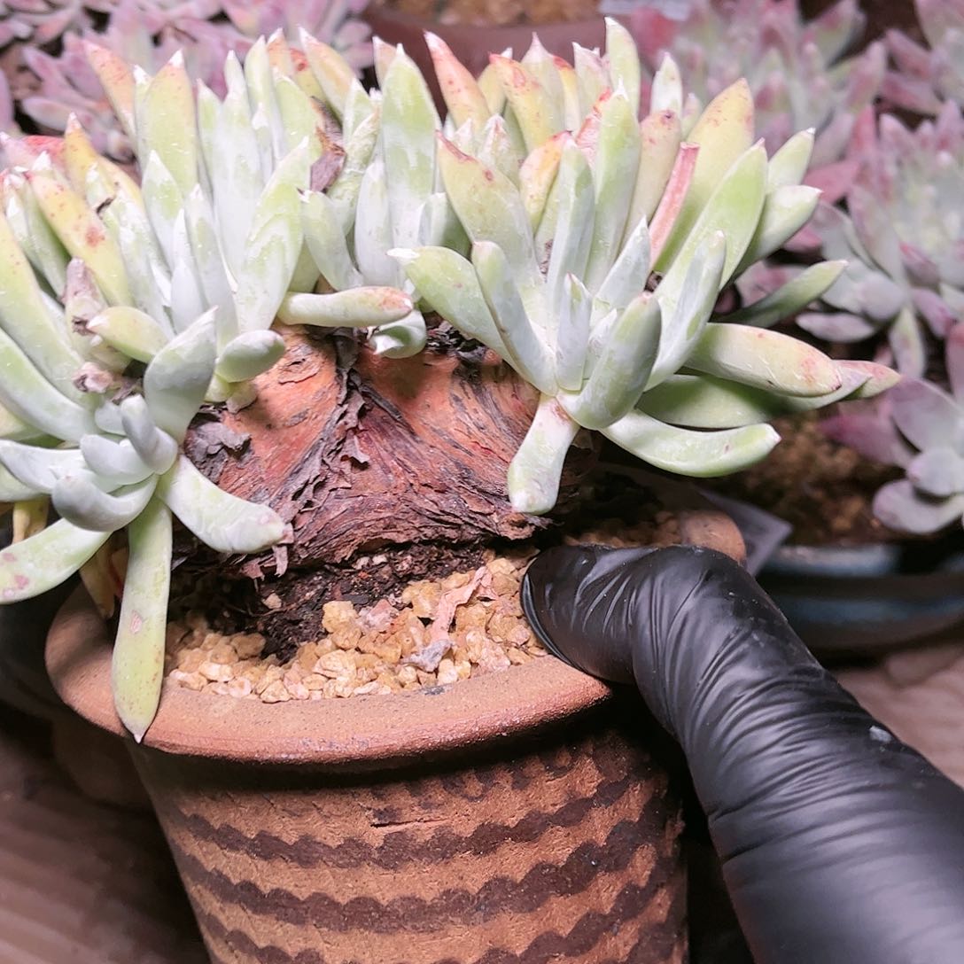 9163除霜苹果叶杂交多肉