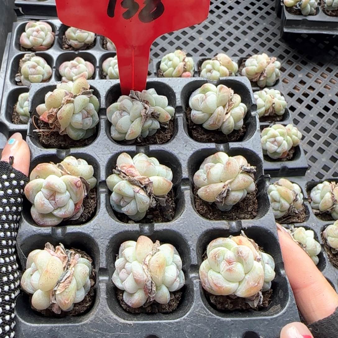 138哈哈哈哈哈哈哈哈哈哈