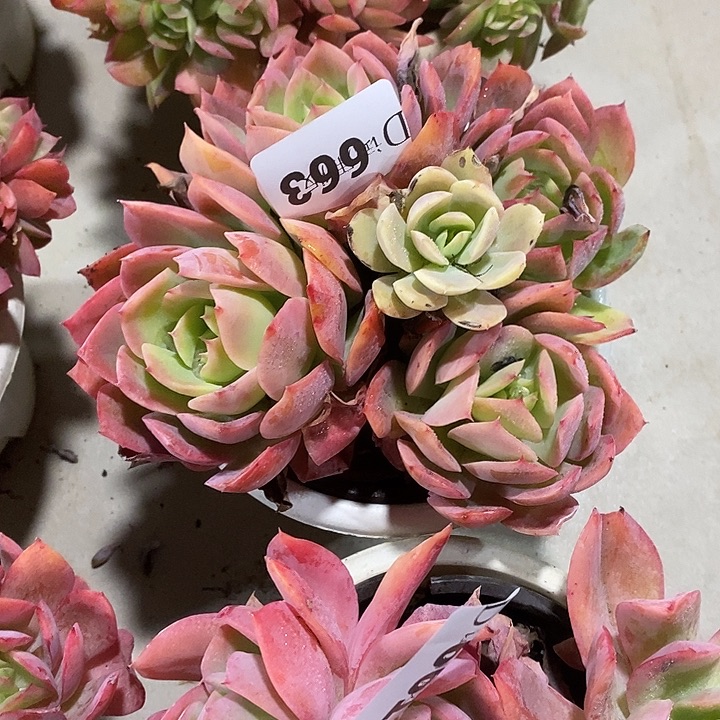 最***心663绮罗多肉植物多肉