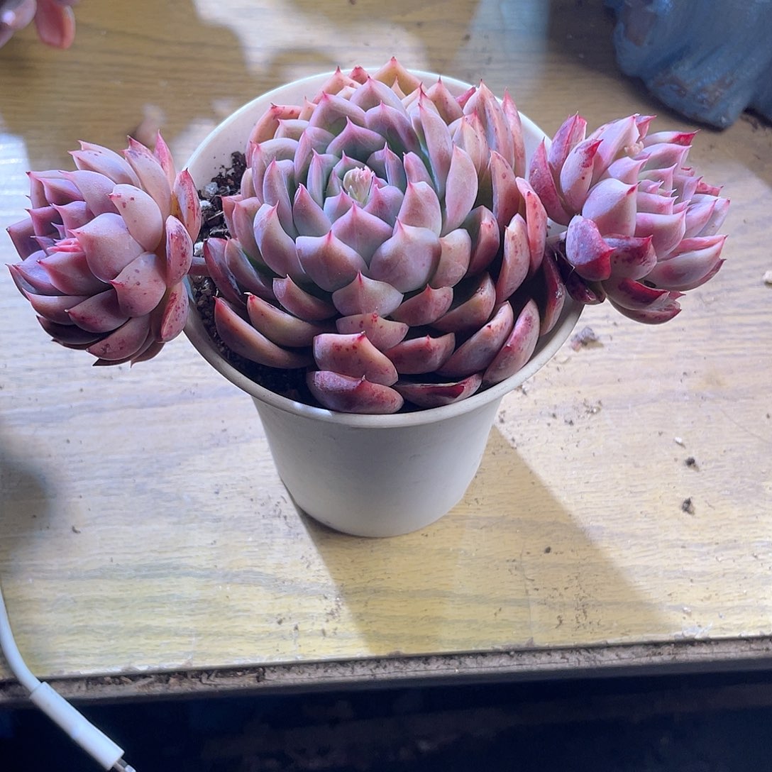 2614  绿龙 六月六