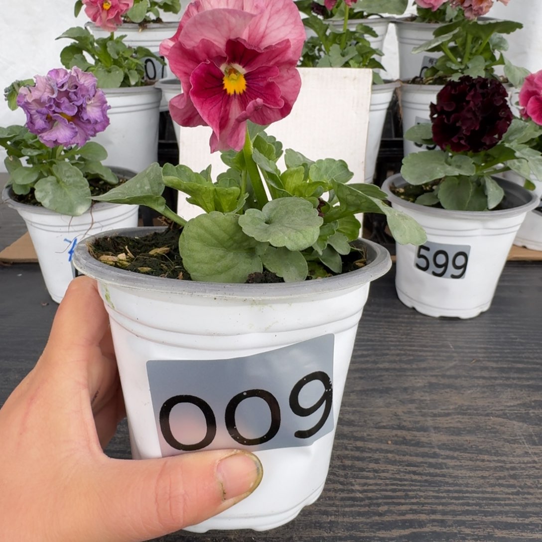 全部花朵009号玛丽林