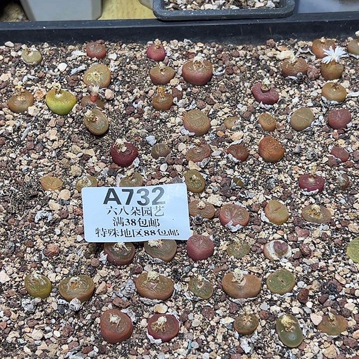 732号特价毛汗尼大大小小约80颗